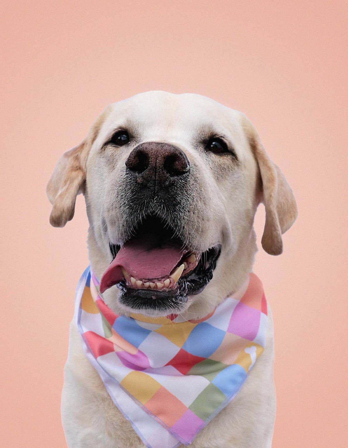 Rainbow Checkered Pet Bandanas