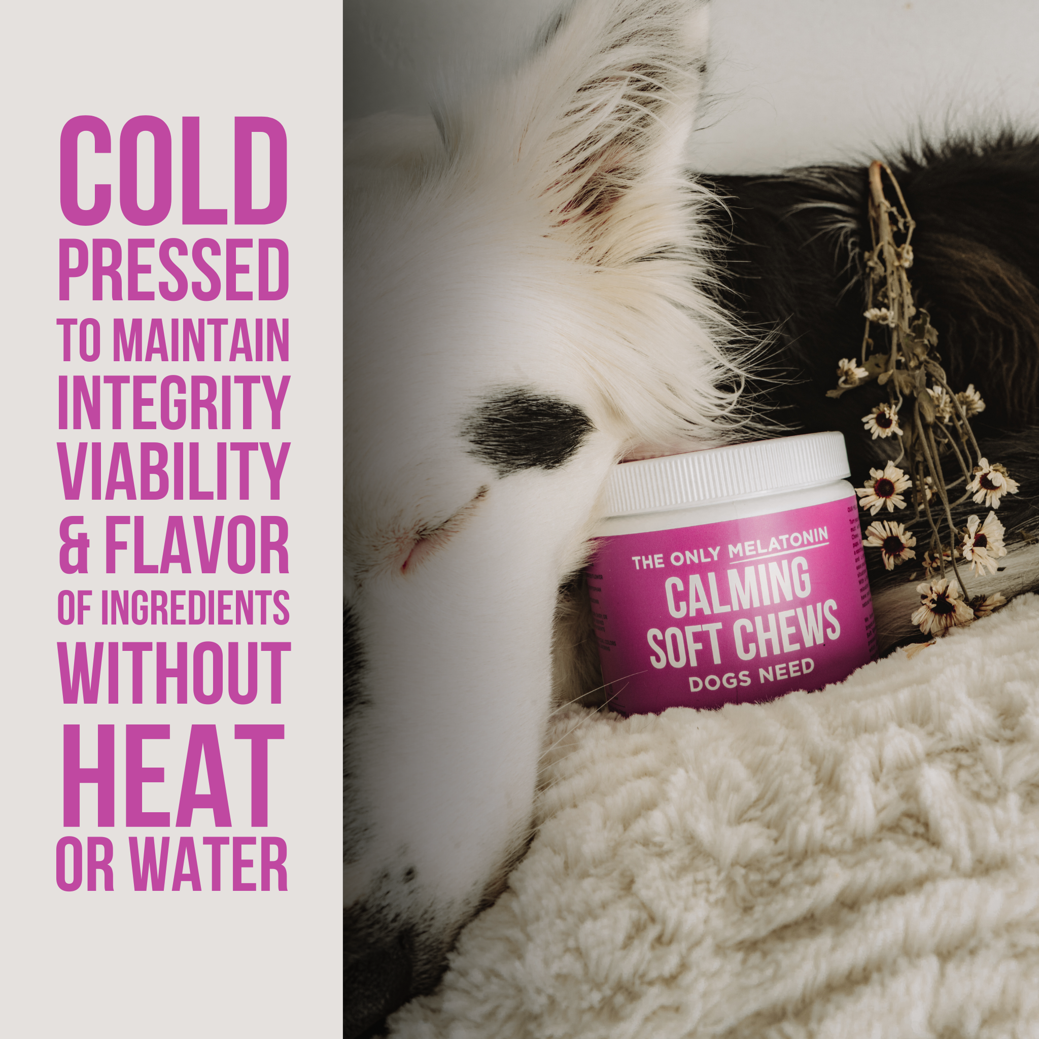 Melatonin Calming Soft Chews for Dogs – 120 Count