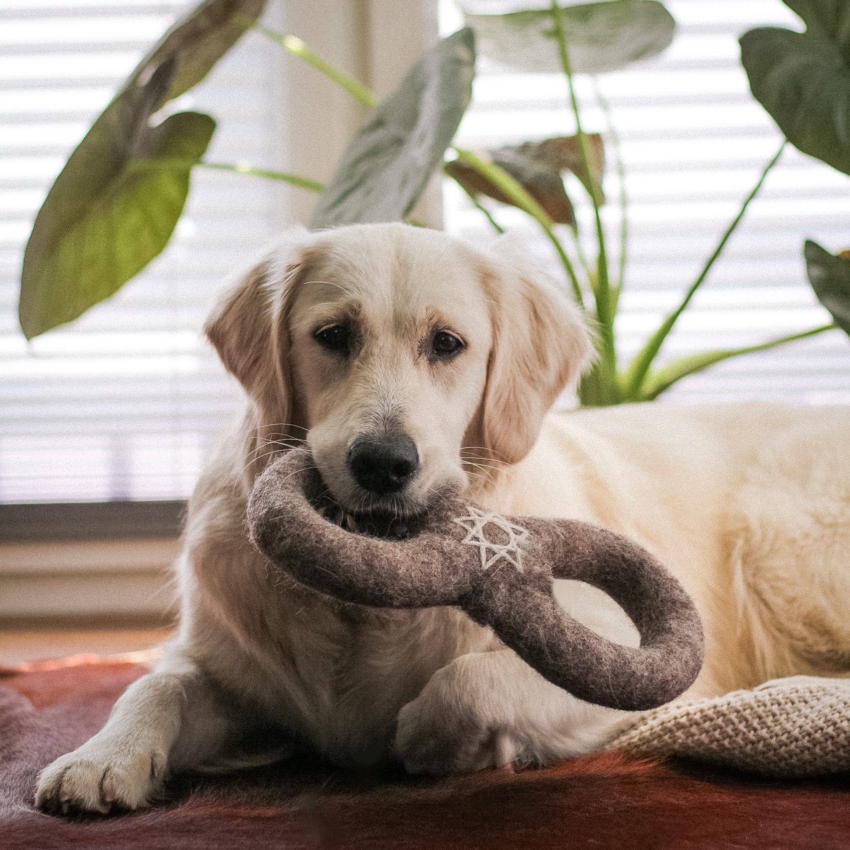 Alchemy Creation Infinity Ring All-Natural Wool Dog Toy