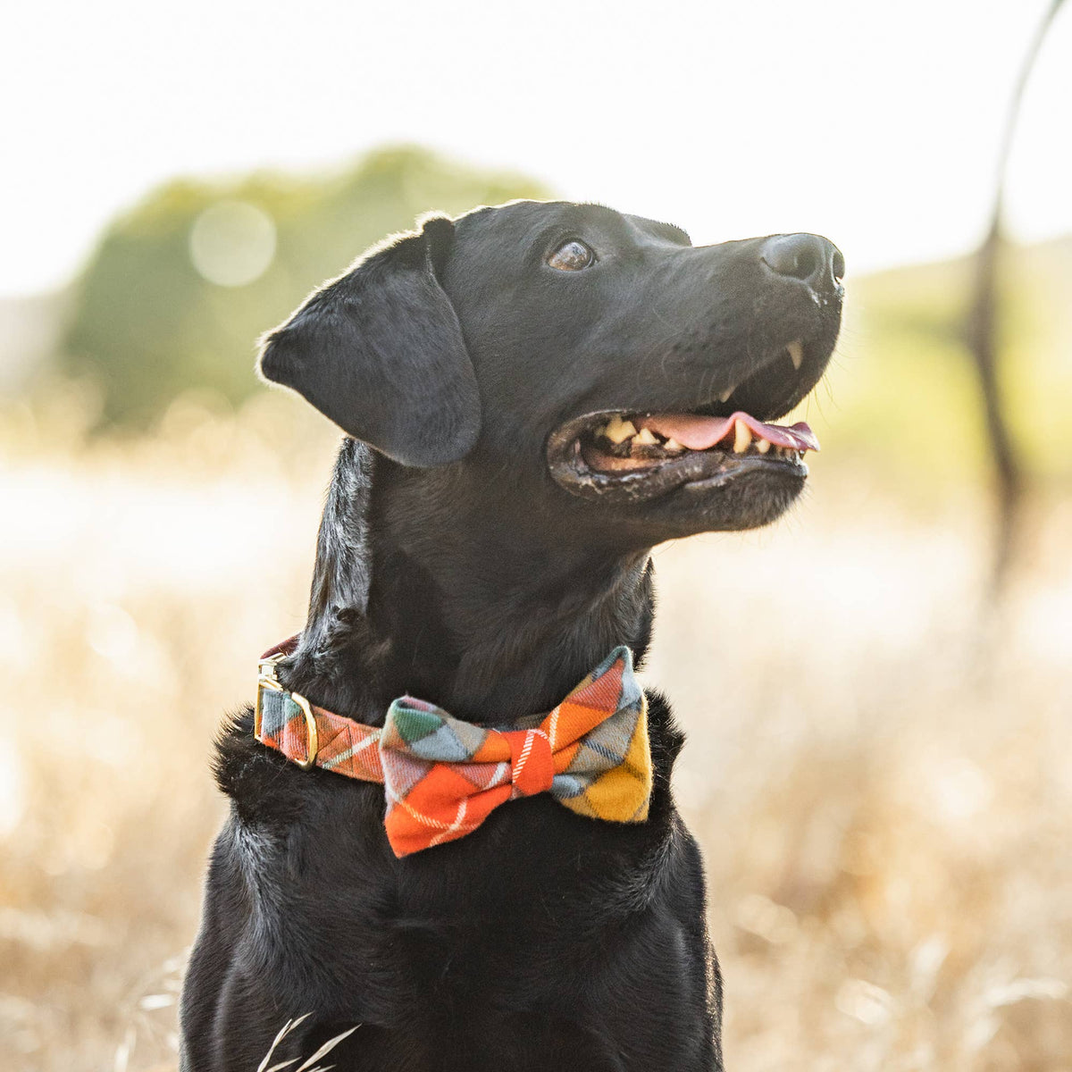 The Foggy Dog: Buchanan Plaid Flannel Fall Dog Collar