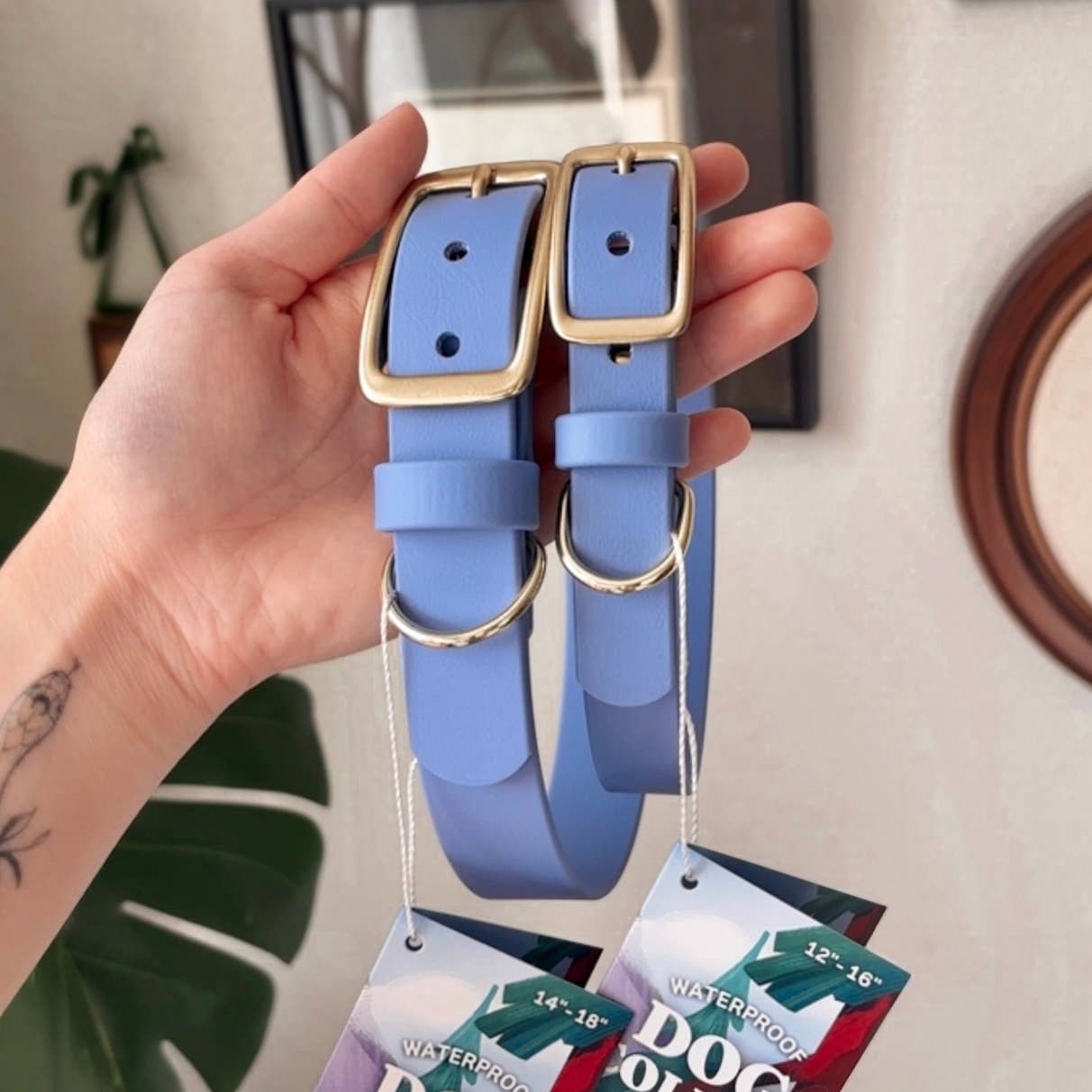 Solid Color Story Dog Collar