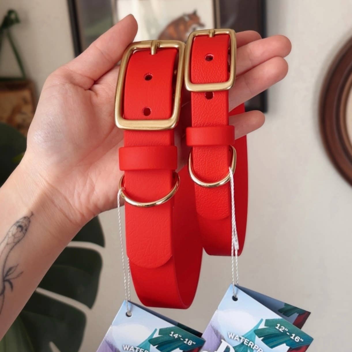 Solid Color Story Dog Collar