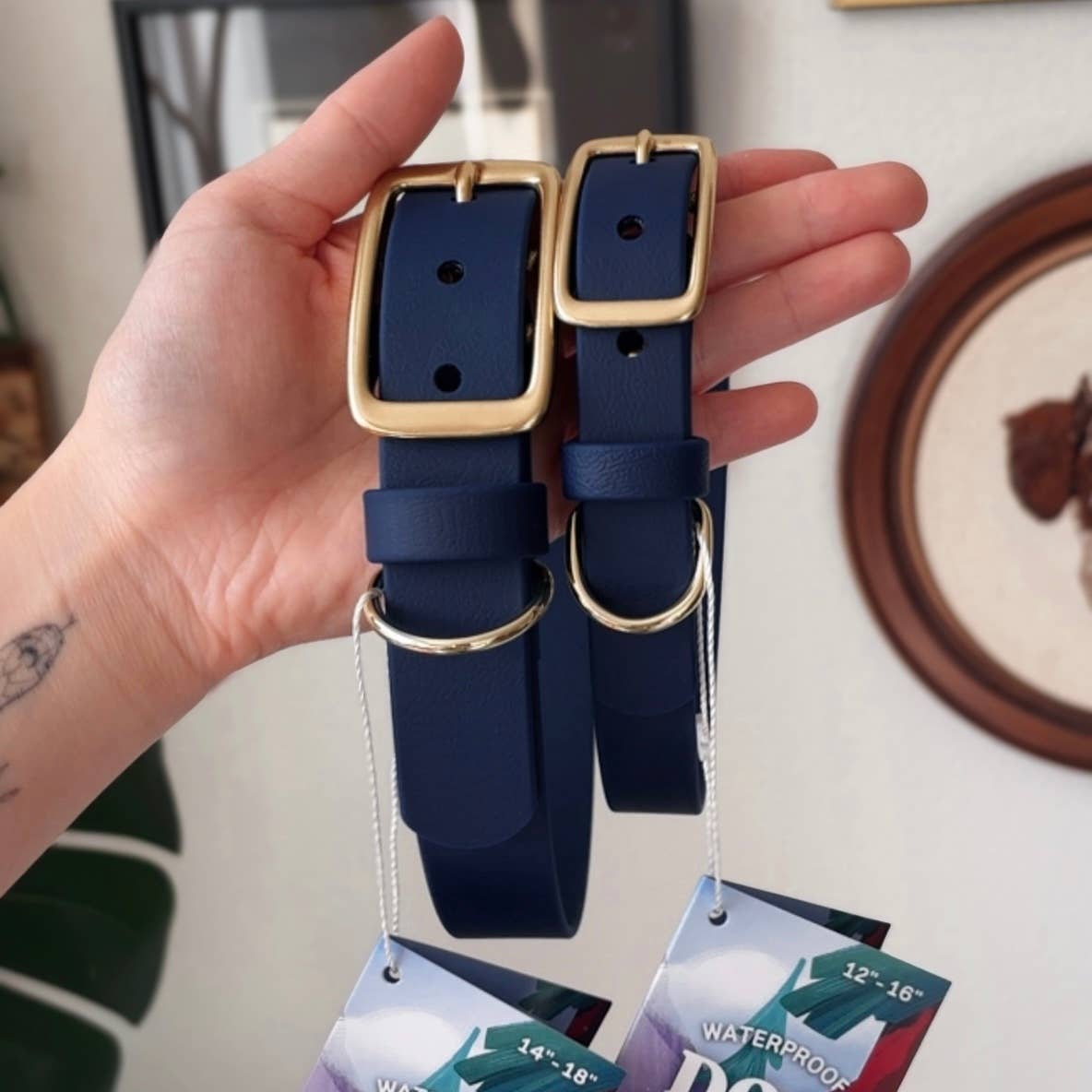 Solid Color Story Dog Collar