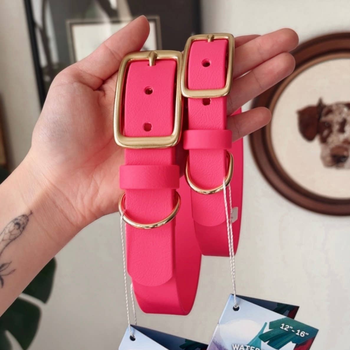 Solid Color Story Dog Collar
