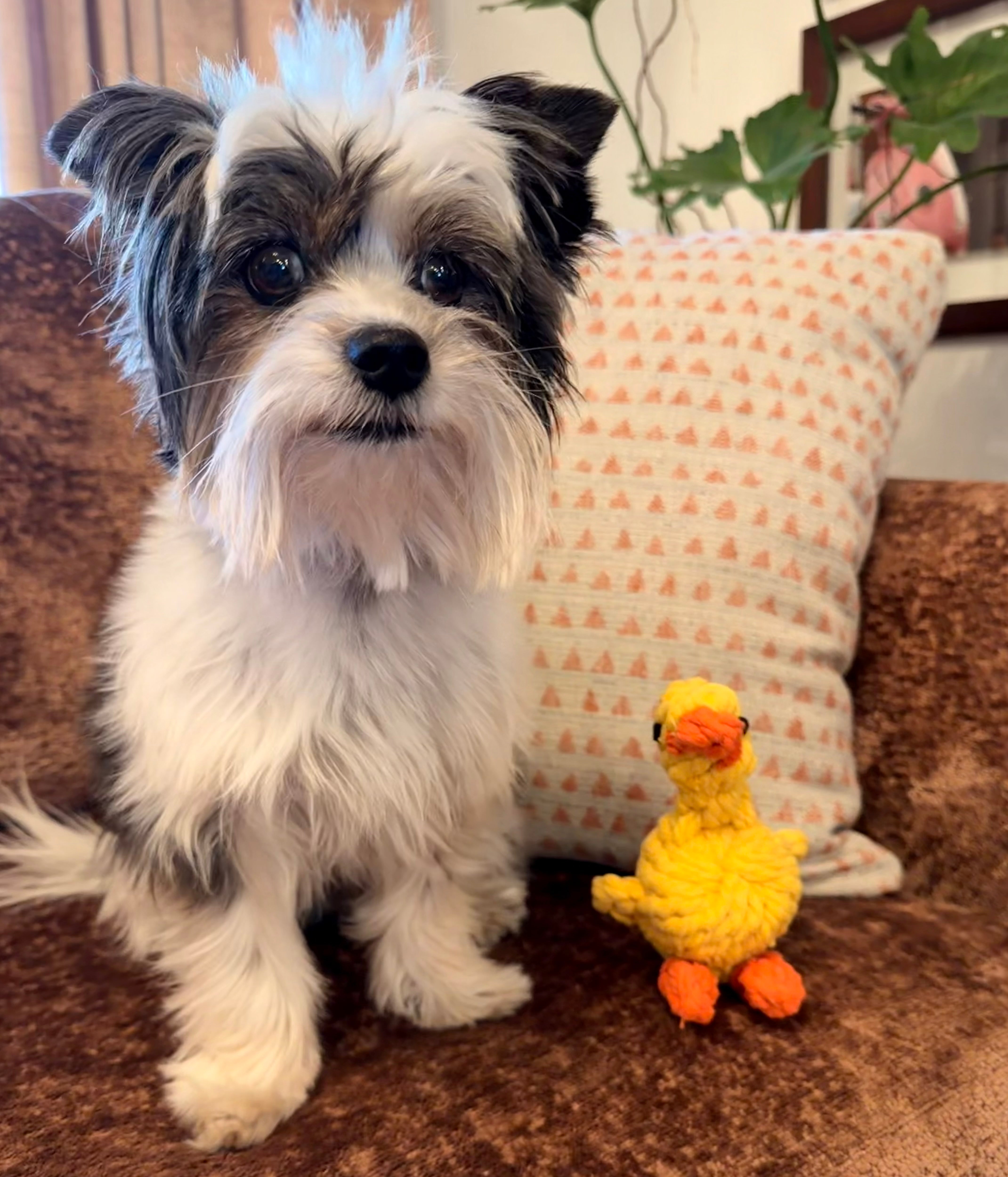 Little Duckie Rope Toy - For Small Dogs