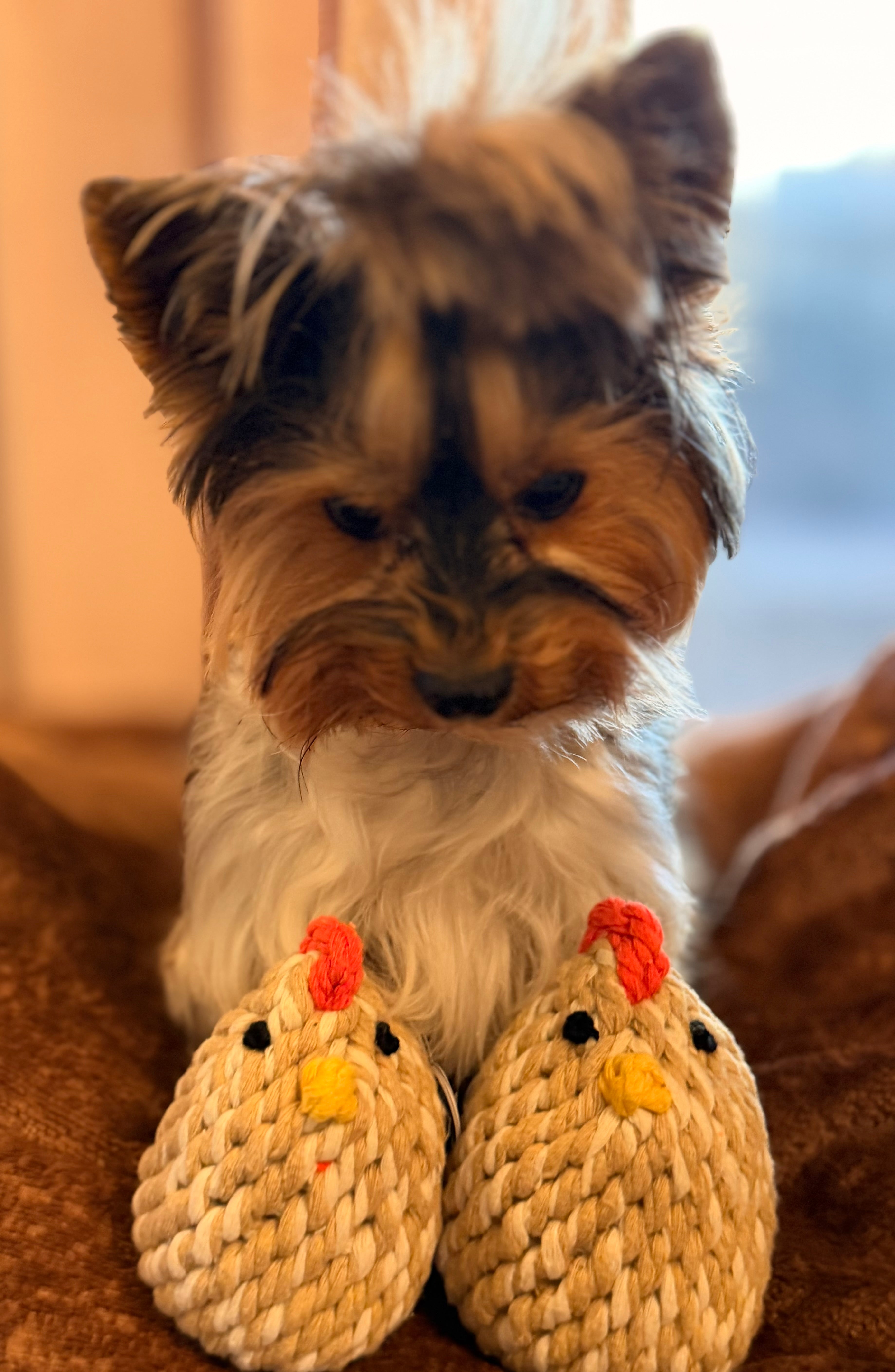 The Mama Hen & Little Chick Rope Pet Toy Set