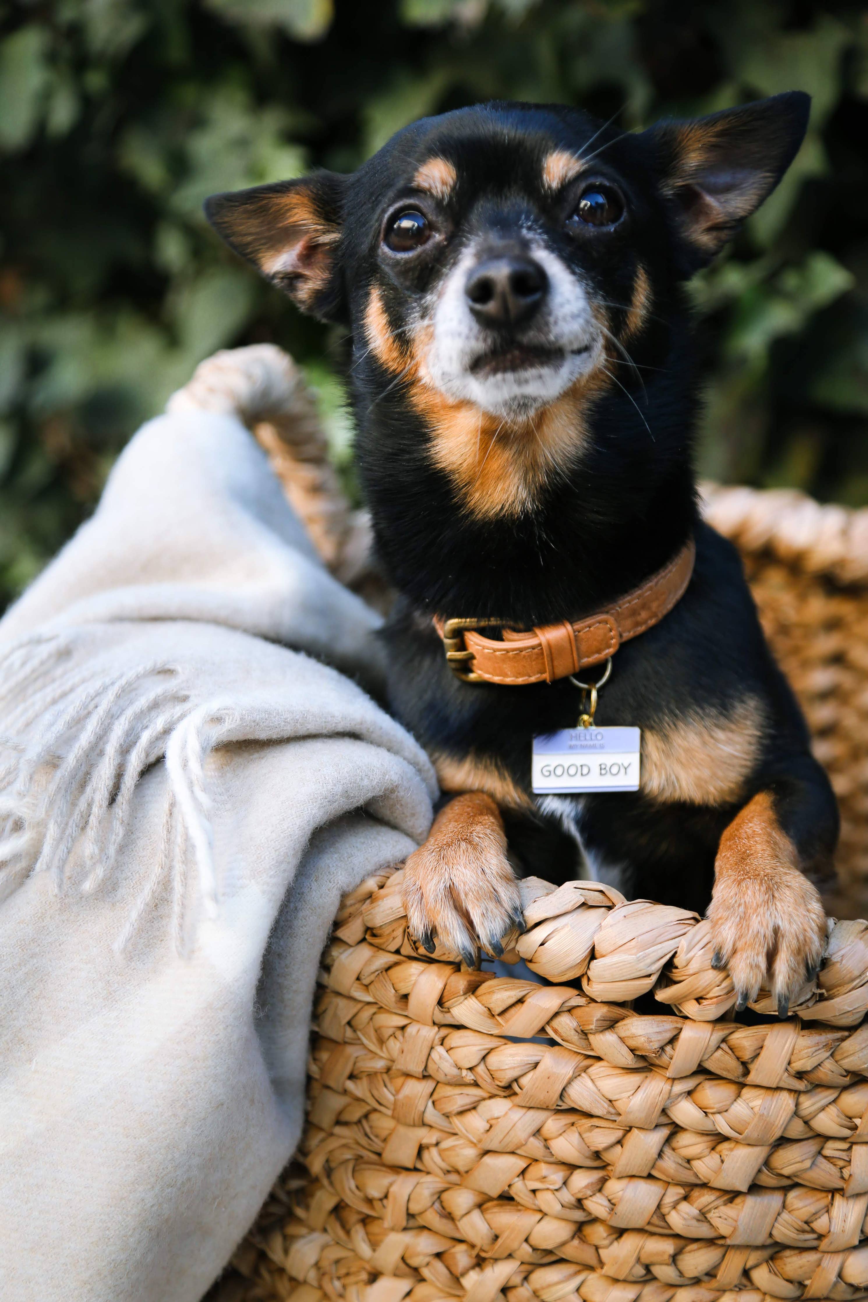 Sweet & Wholesome Pet Collar Tags