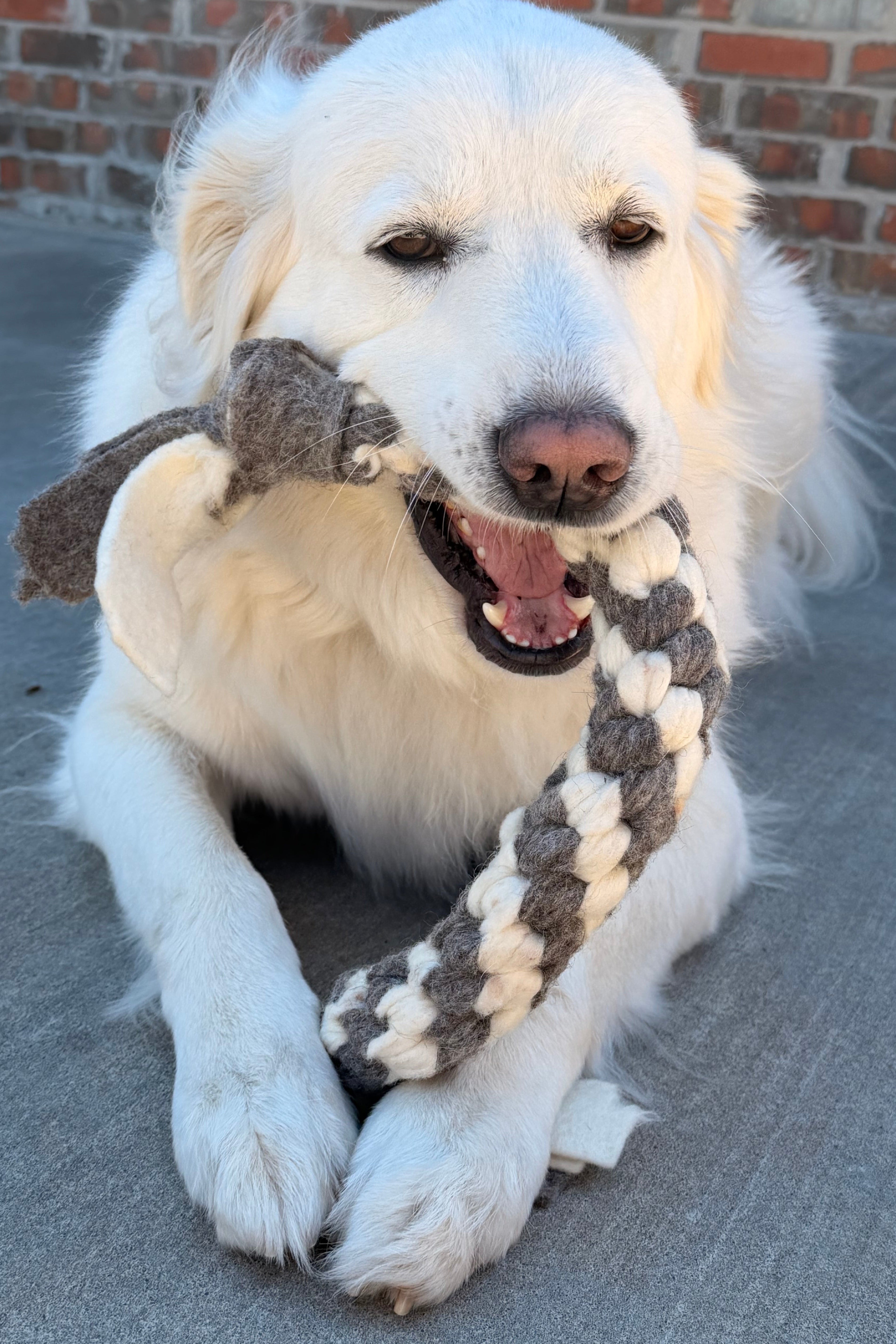Pet Collection