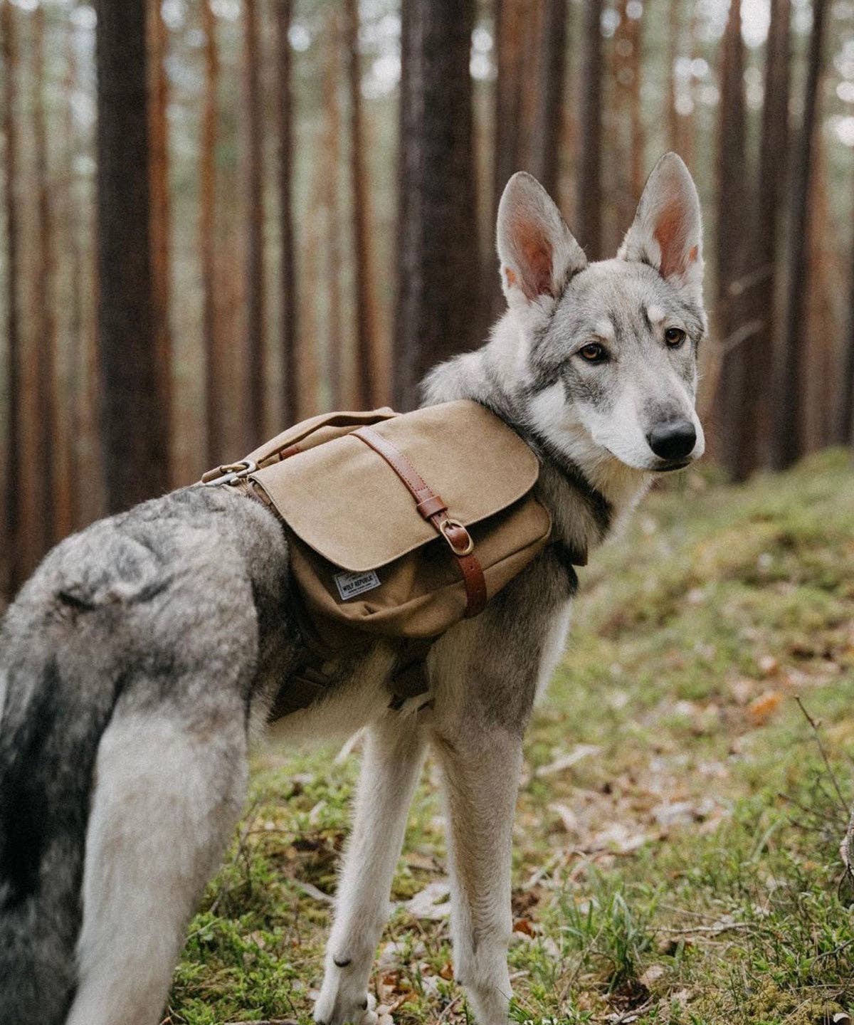 Explorer Ranger Pack