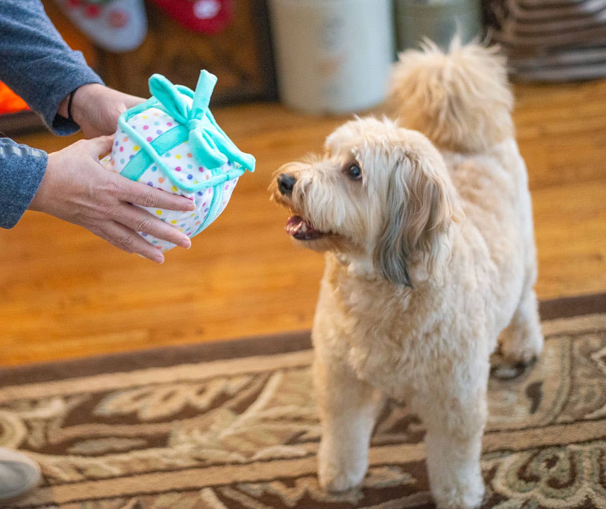 Birthday Gift Box Squeaky Plush Dog Toy | 6"