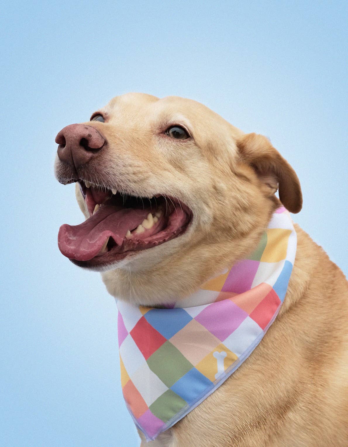 Rainbow Checkered Pet Bandanas