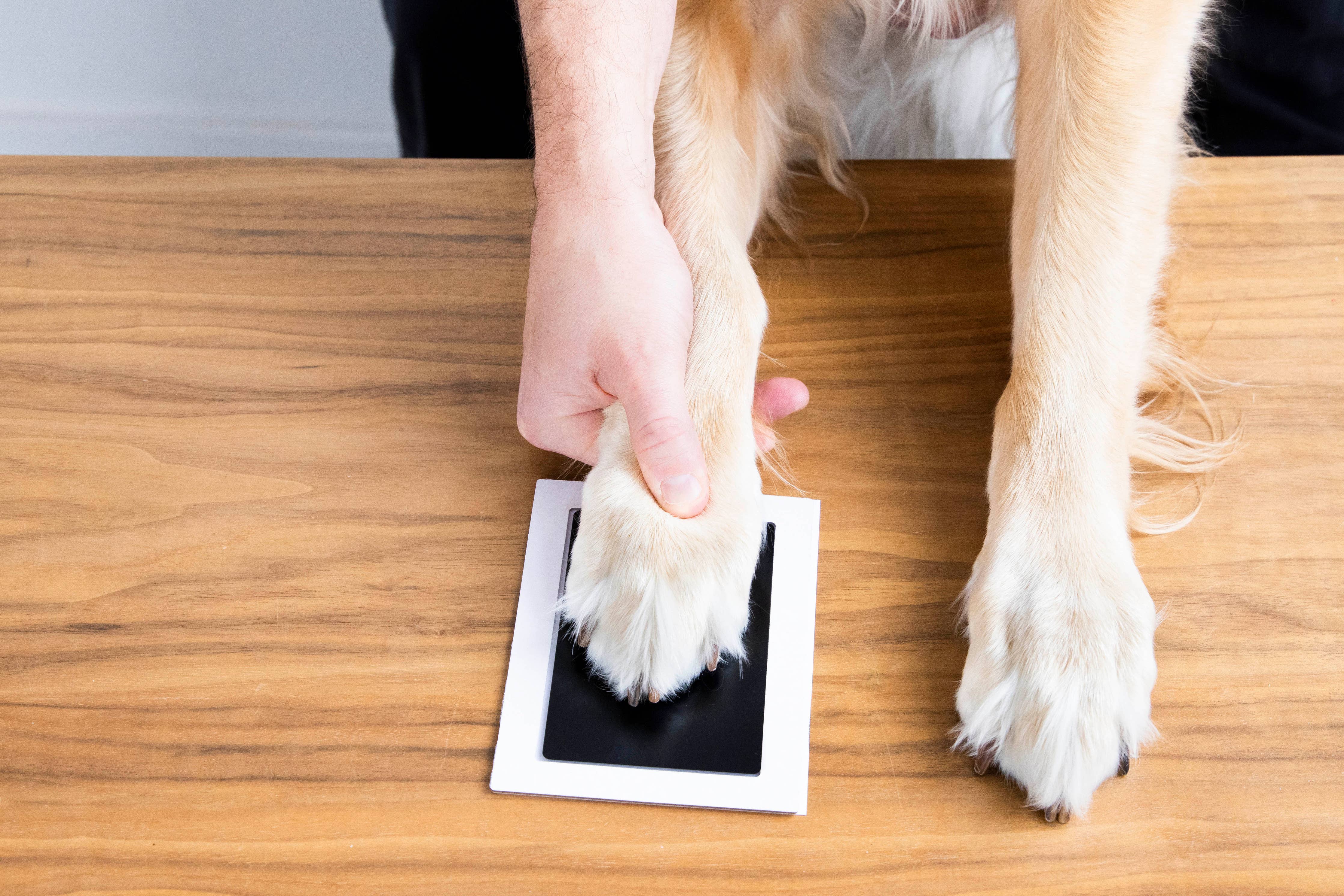 Pet Pawprint Clean-Touch Ink Pad