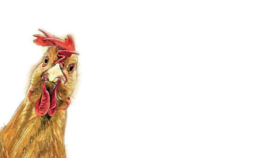 Chicken & Rooster Tiny Note Cards — Pack of 60