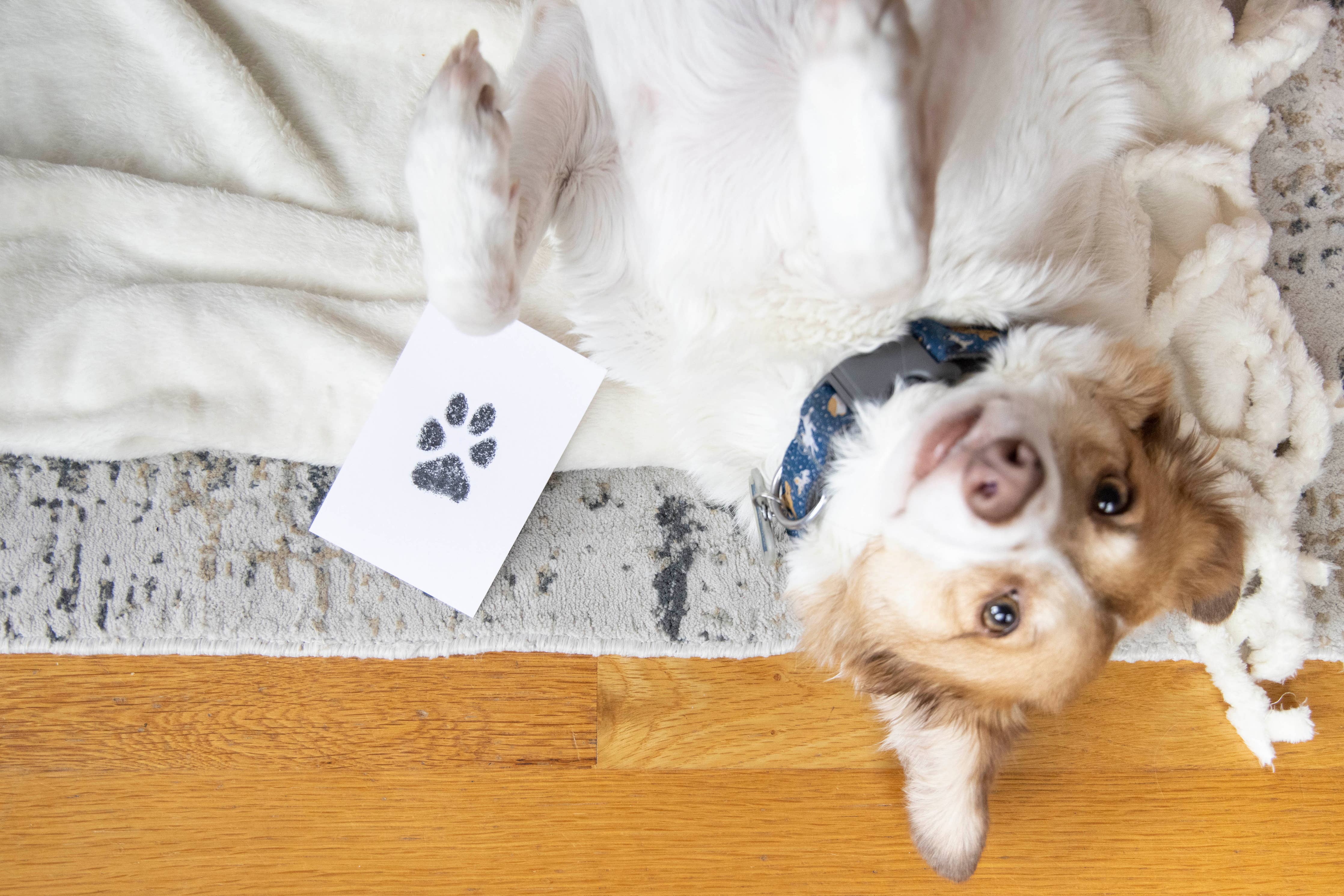 Pet Pawprint Clean-Touch Ink Pad
