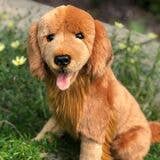 Jack the Golden Retriever — 16" Stuffed Animal Plush