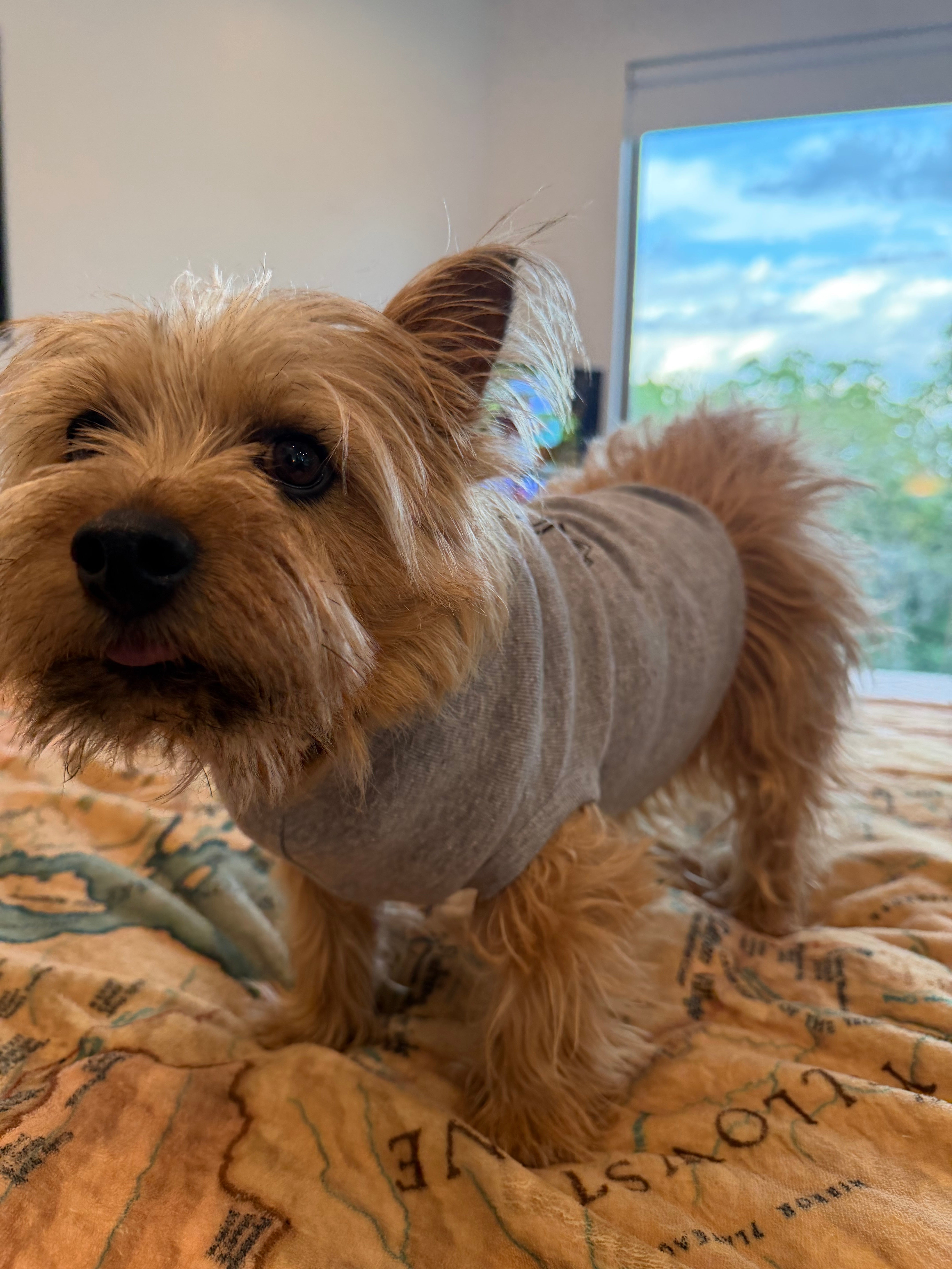 Bear Bailey's Co-Op Pet Tee