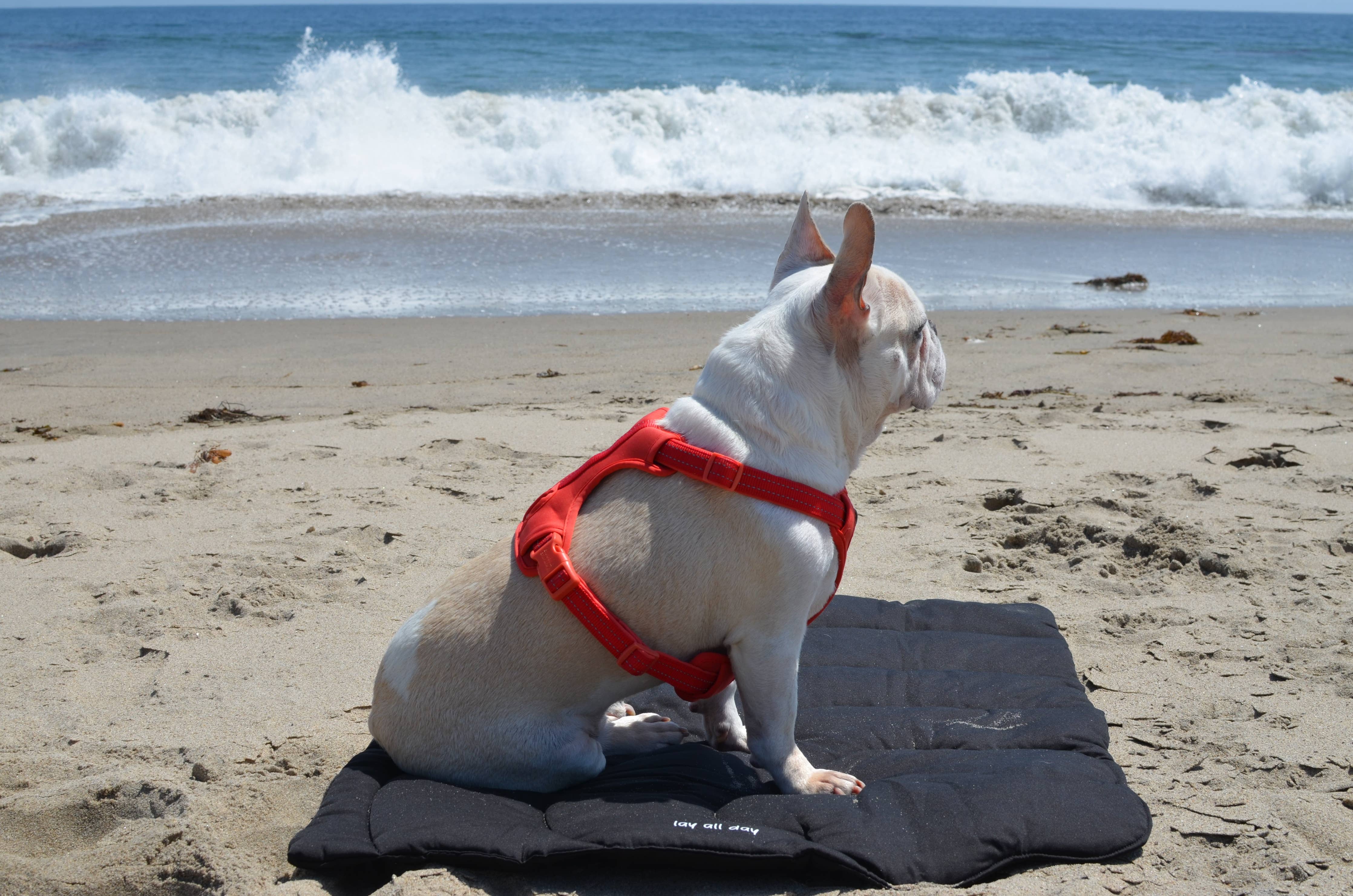 Lay All Day Travel Dog Mat
