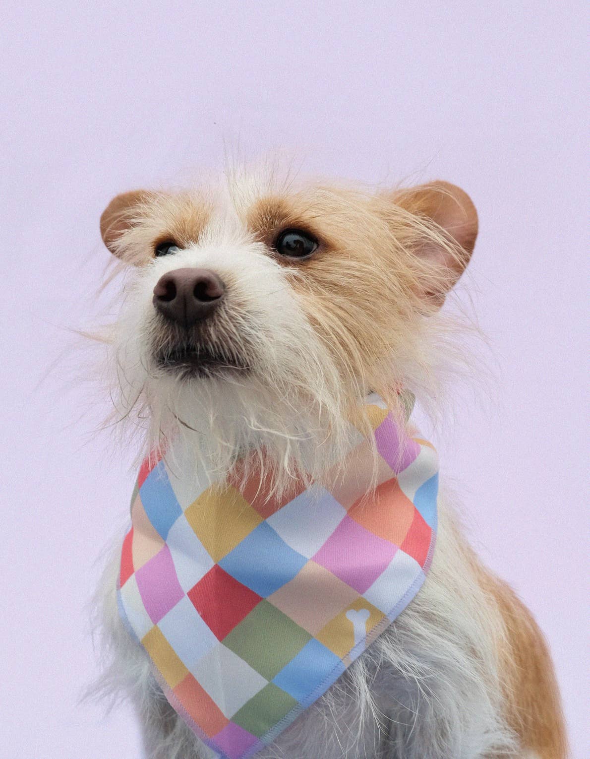 Rainbow Checkered Pet Bandanas